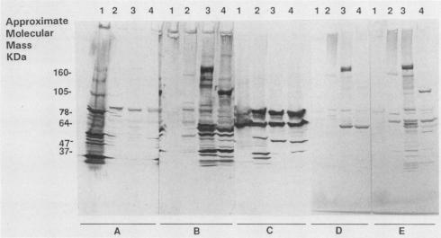https://cdn.ncbi.nlm.nih.gov/pmc/blobs/b497/270252/43e386d2cb78/jcm00045-0294-a.jpg
