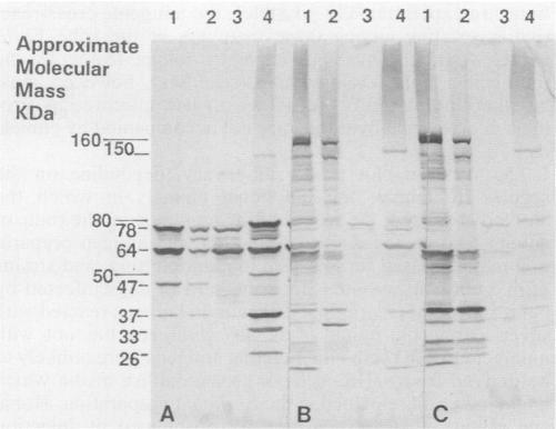 https://cdn.ncbi.nlm.nih.gov/pmc/blobs/b497/270252/59fe1003c75b/jcm00045-0295-a.jpg