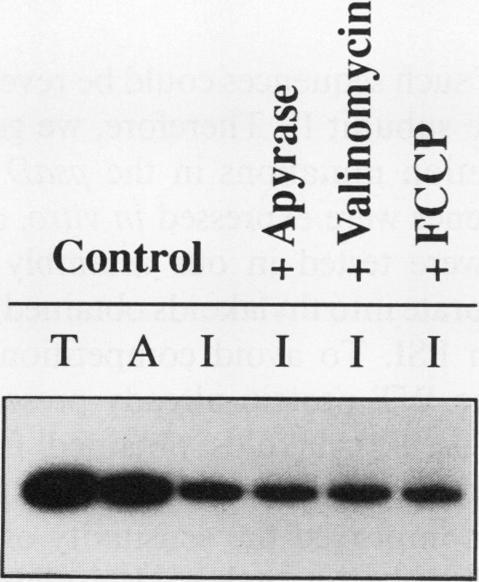 https://cdn.ncbi.nlm.nih.gov/pmc/blobs/b49b/1080431/3b888eaaf21b/plntphys00704-0252-b.jpg