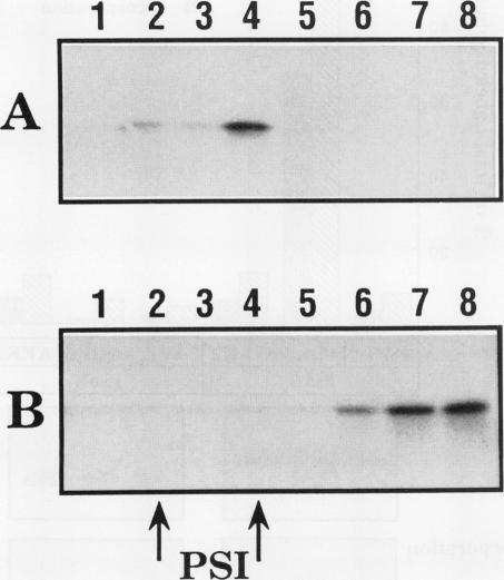 https://cdn.ncbi.nlm.nih.gov/pmc/blobs/b49b/1080431/7e33410437a5/plntphys00704-0252-a.jpg