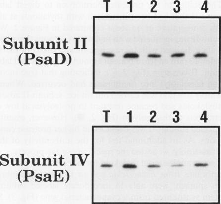 https://cdn.ncbi.nlm.nih.gov/pmc/blobs/b49b/1080431/90c37eca0a1b/plntphys00704-0250-a.jpg