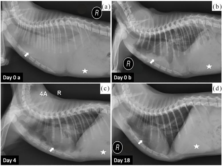 https://cdn.ncbi.nlm.nih.gov/pmc/blobs/b49b/10814504/d7483d7c5fb4/10.1177_1098612X19886395-fig5.jpg