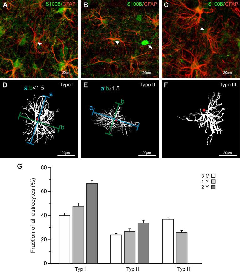 https://cdn.ncbi.nlm.nih.gov/pmc/blobs/b4a3/7296154/f72570be0110/fnagi-12-00172-g0001.jpg
