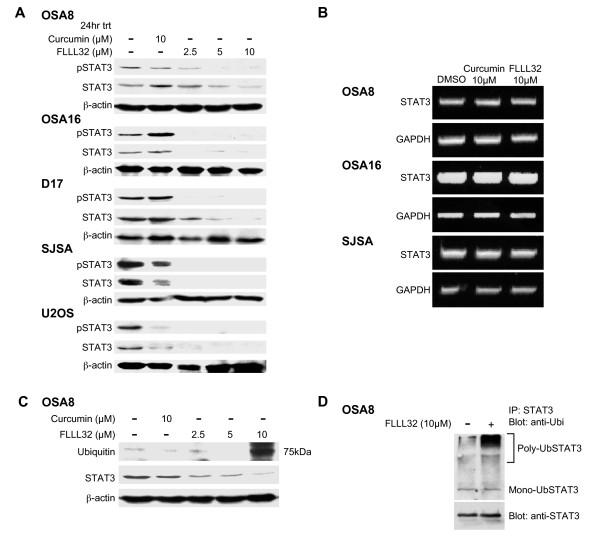 https://cdn.ncbi.nlm.nih.gov/pmc/blobs/b4a5/3074561/c3c55023aaa4/1471-2407-11-112-5.jpg