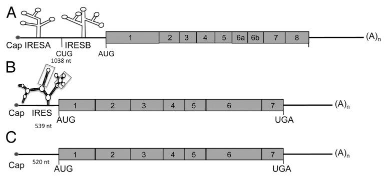 https://cdn.ncbi.nlm.nih.gov/pmc/blobs/b4a5/4905169/6175494a4aa5/kmco-01-01-10929907-g002.jpg
