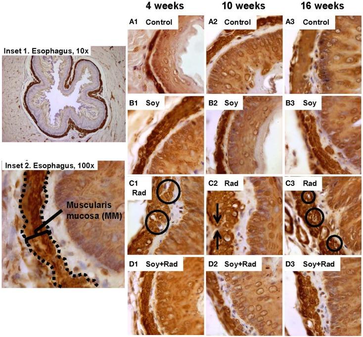 https://cdn.ncbi.nlm.nih.gov/pmc/blobs/b4a6/4617099/8d3d0a69e46e/fonc-05-00238-g003.jpg