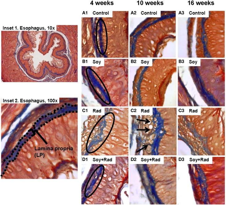 https://cdn.ncbi.nlm.nih.gov/pmc/blobs/b4a6/4617099/e998069ed84b/fonc-05-00238-g002.jpg