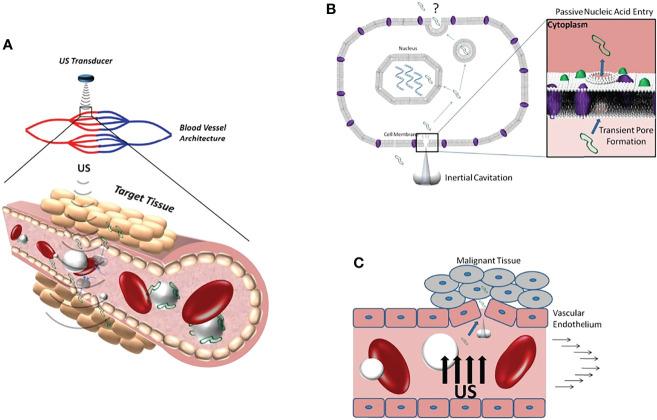 https://cdn.ncbi.nlm.nih.gov/pmc/blobs/b4a6/9283646/e406fdf9fc69/fimmu-13-937344-g001.jpg