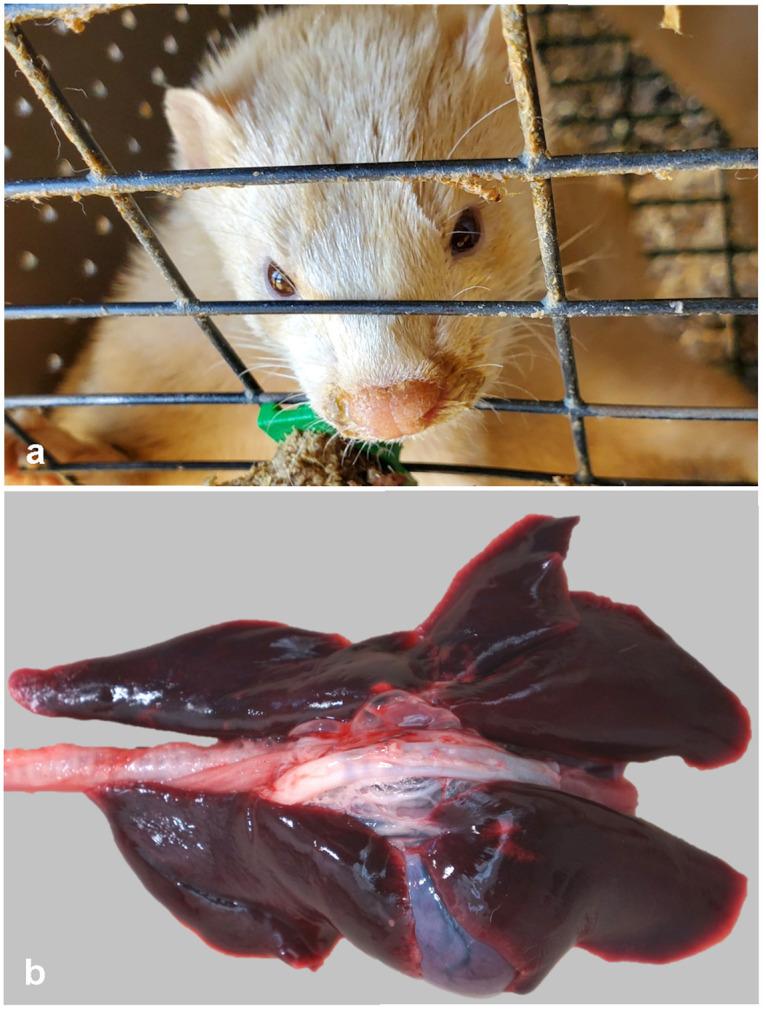 https://cdn.ncbi.nlm.nih.gov/pmc/blobs/b4a8/8589170/3068427a9887/ppat.1009952.g001.jpg