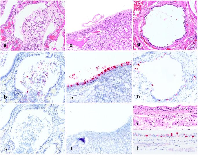 https://cdn.ncbi.nlm.nih.gov/pmc/blobs/b4a8/8589170/b7b79ff70e79/ppat.1009952.g004.jpg
