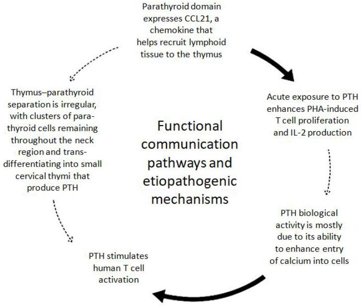 https://cdn.ncbi.nlm.nih.gov/pmc/blobs/b4ac/12250252/549a2d5acc2d/ijms-26-06000-g002.jpg