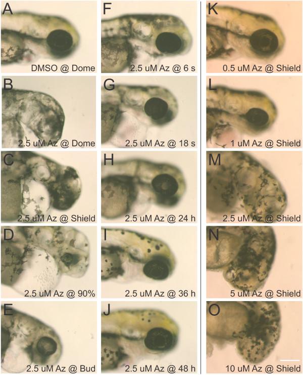 https://cdn.ncbi.nlm.nih.gov/pmc/blobs/b4ae/3549768/116f81b3d2b7/1749-8104-7-30-2.jpg