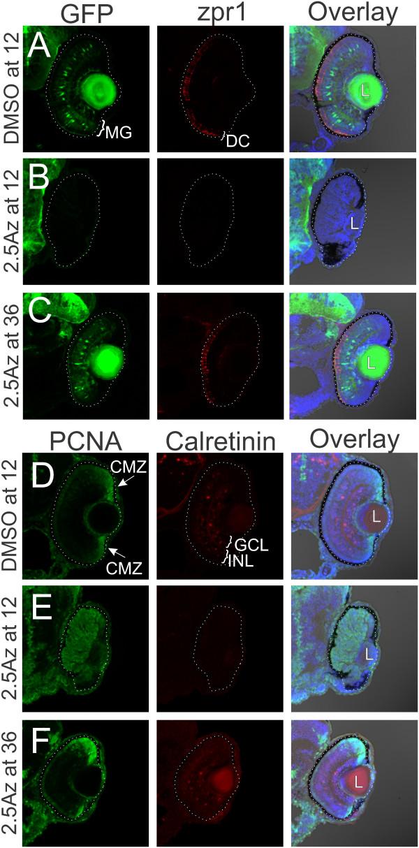 https://cdn.ncbi.nlm.nih.gov/pmc/blobs/b4ae/3549768/4760f8572148/1749-8104-7-30-3.jpg