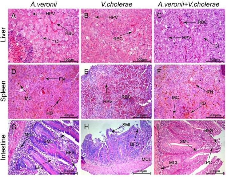https://cdn.ncbi.nlm.nih.gov/pmc/blobs/b4af/10213192/070a9fe6b7d8/gr4.jpg