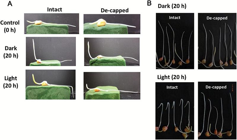 https://cdn.ncbi.nlm.nih.gov/pmc/blobs/b4b3/4973731/bc6dbd68ced6/exbotj_erw232_f0001.jpg