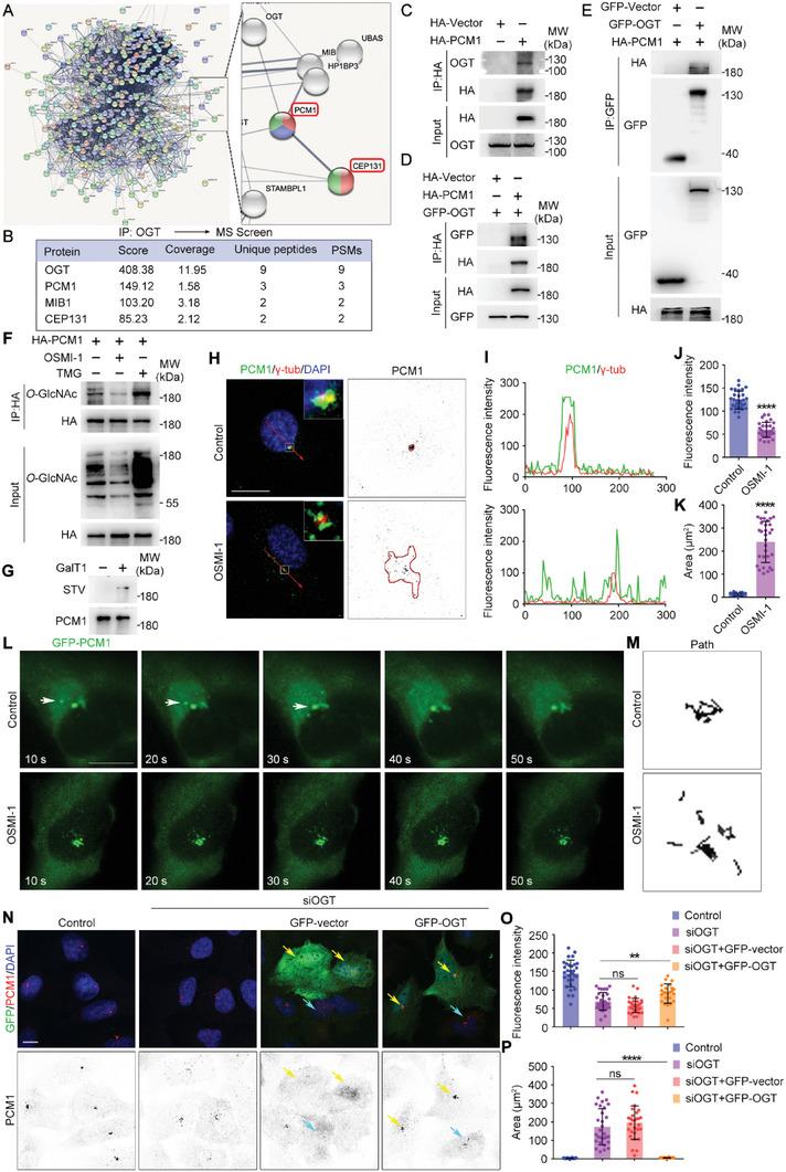 https://cdn.ncbi.nlm.nih.gov/pmc/blobs/b4b5/10754140/6c60dc6a5c88/ADVS-10-2303545-g006.jpg