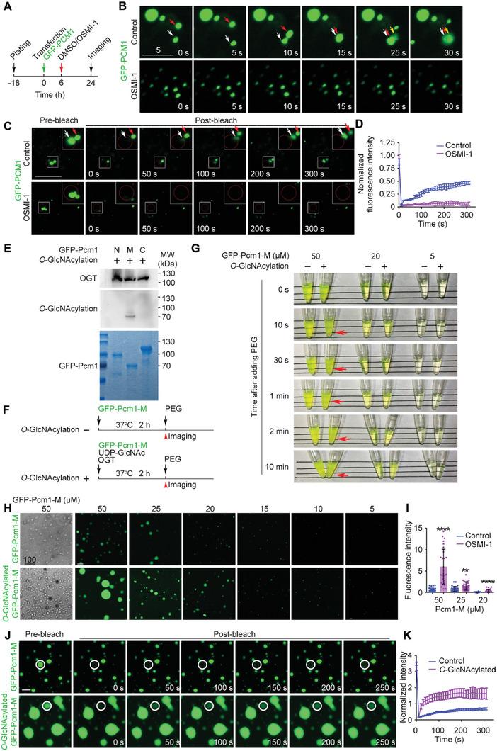 https://cdn.ncbi.nlm.nih.gov/pmc/blobs/b4b5/10754140/ae2f4a032f31/ADVS-10-2303545-g008.jpg