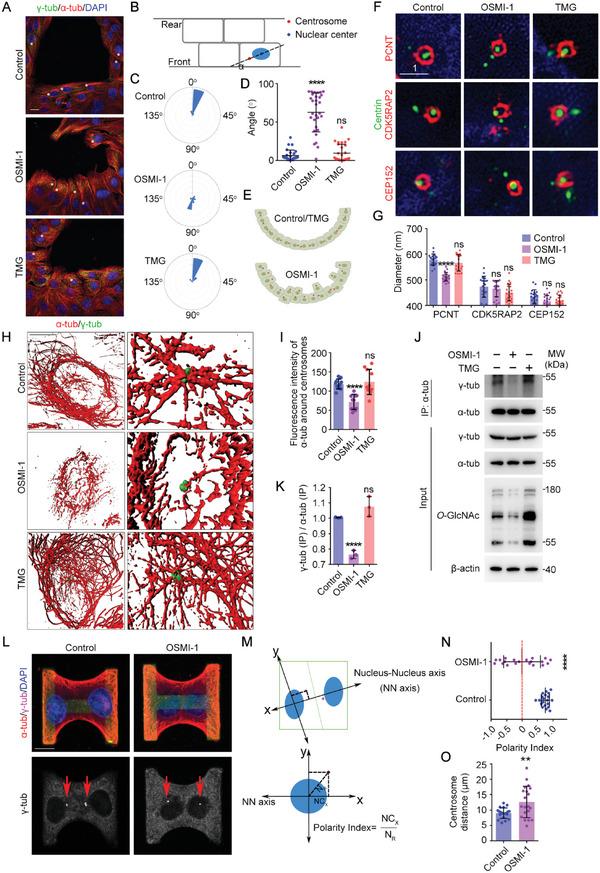 https://cdn.ncbi.nlm.nih.gov/pmc/blobs/b4b5/10754140/ec1c95e9a4be/ADVS-10-2303545-g002.jpg