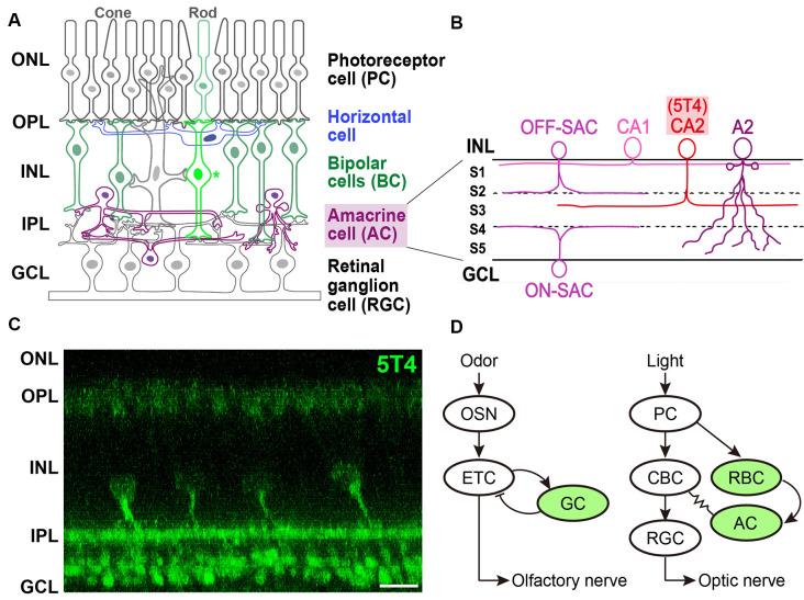 https://cdn.ncbi.nlm.nih.gov/pmc/blobs/b4b5/7655536/da60f4e2e799/fnmol-13-581018-g0002.jpg