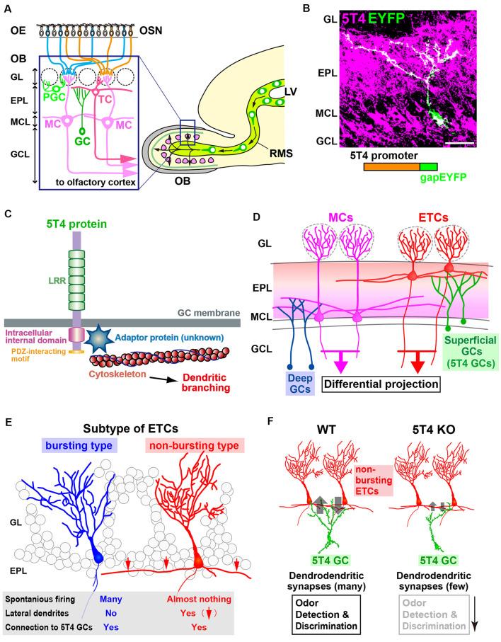 https://cdn.ncbi.nlm.nih.gov/pmc/blobs/b4b5/7655536/ff4e88d8d985/fnmol-13-581018-g0001.jpg