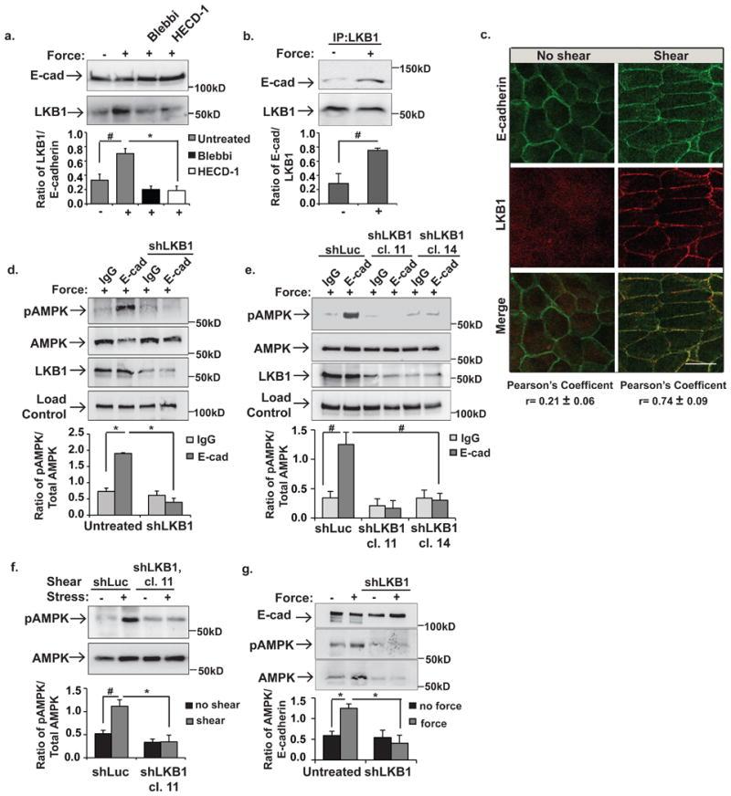 https://cdn.ncbi.nlm.nih.gov/pmc/blobs/b4b6/5494977/e9ea0bdb0ab9/nihms871042f2.jpg