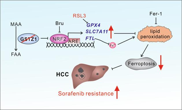 https://cdn.ncbi.nlm.nih.gov/pmc/blobs/b4b7/8087704/013456cd20b0/41419_2021_3718_Fig8_HTML.jpg