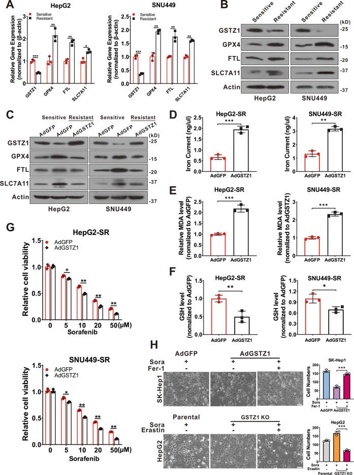 https://cdn.ncbi.nlm.nih.gov/pmc/blobs/b4b7/8087704/763b05b49f51/41419_2021_3718_Fig4_HTML.jpg