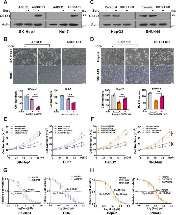 https://cdn.ncbi.nlm.nih.gov/pmc/blobs/b4b7/8087704/a72423e4ab62/41419_2021_3718_Fig2_HTML.jpg