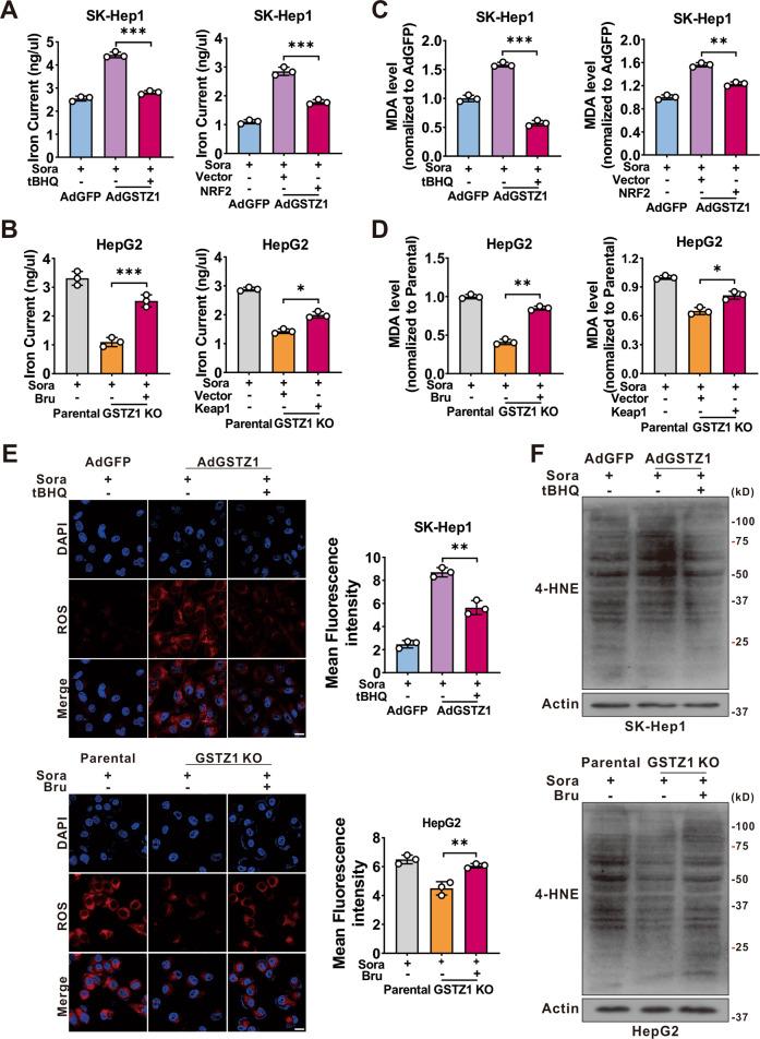 https://cdn.ncbi.nlm.nih.gov/pmc/blobs/b4b7/8087704/d9df1b78a13c/41419_2021_3718_Fig5_HTML.jpg