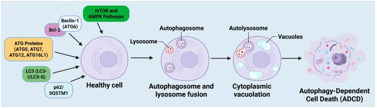 https://cdn.ncbi.nlm.nih.gov/pmc/blobs/b4b8/12293531/38d350438576/cells-14-01072-g002.jpg