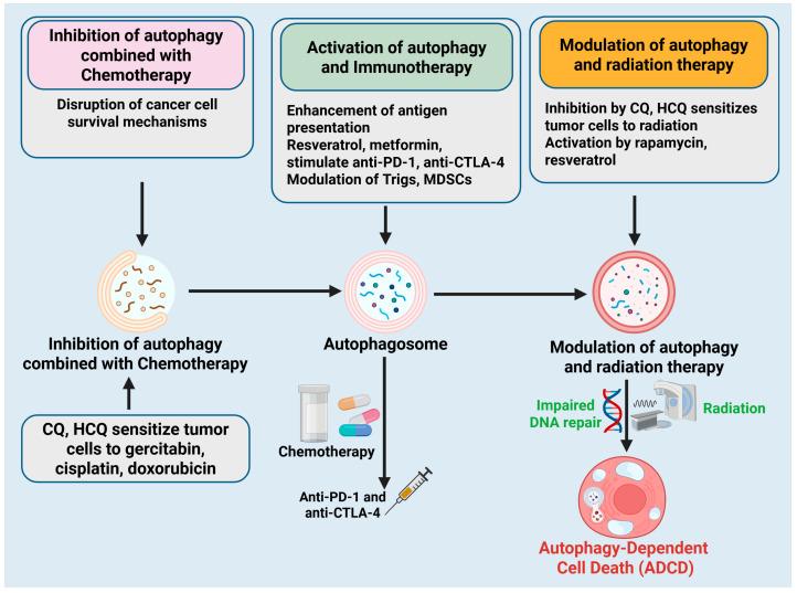 https://cdn.ncbi.nlm.nih.gov/pmc/blobs/b4b8/12293531/59590a40ad4c/cells-14-01072-g006.jpg