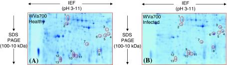 https://cdn.ncbi.nlm.nih.gov/pmc/blobs/b4ba/3128696/6657ea187721/11103_2010_9646_Fig4_HTML.jpg