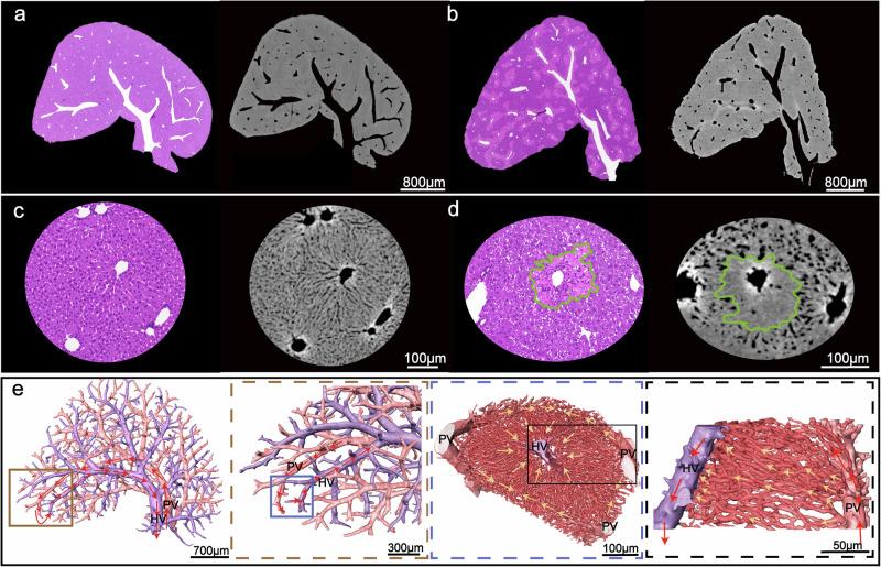 https://cdn.ncbi.nlm.nih.gov/pmc/blobs/b4be/11500383/1774e862a62a/42003_2024_7044_Fig1_HTML.jpg