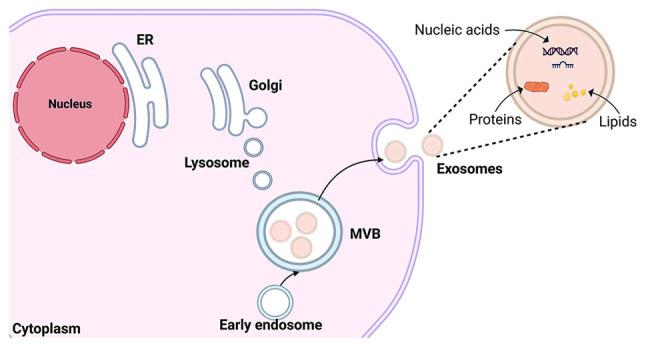 https://cdn.ncbi.nlm.nih.gov/pmc/blobs/b4be/12012432/695dc0c6ffb0/mmr-31-06-13531-g00.jpg
