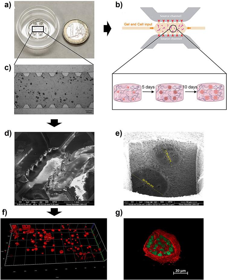 https://cdn.ncbi.nlm.nih.gov/pmc/blobs/b4be/12134292/527209c576e0/41598_2025_3504_Fig9_HTML.jpg