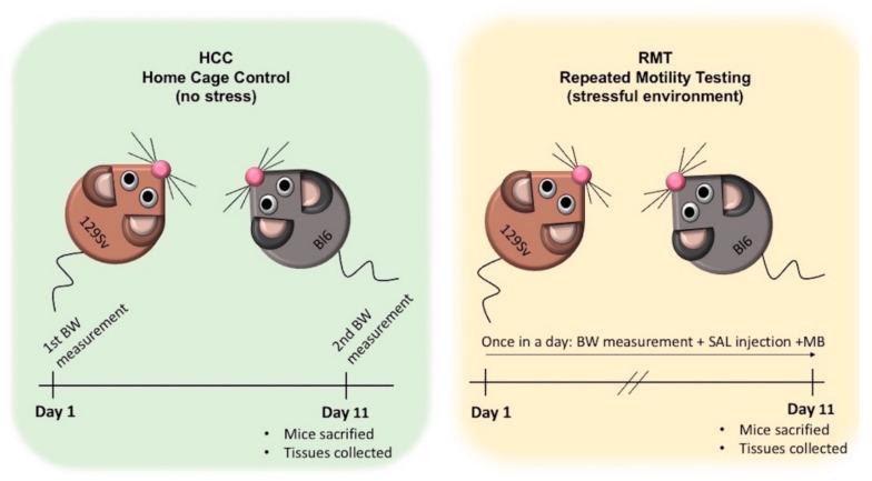 https://cdn.ncbi.nlm.nih.gov/pmc/blobs/b4c1/8227283/565a21a3744f/brainsci-11-00725-g002.jpg