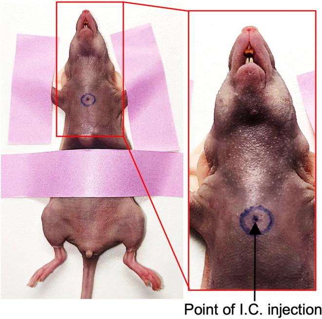https://cdn.ncbi.nlm.nih.gov/pmc/blobs/b4c1/9048131/1d24514a7f1d/gr1.jpg