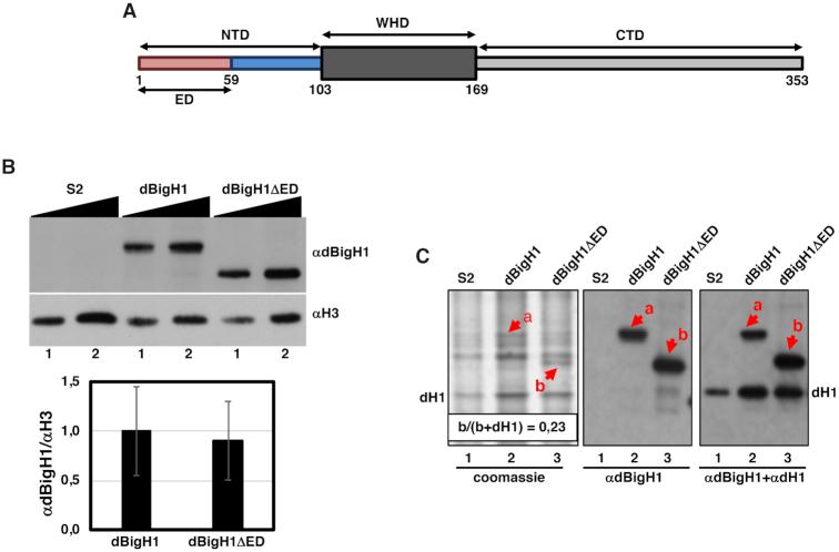 https://cdn.ncbi.nlm.nih.gov/pmc/blobs/b4c7/7192587/b2cf04c61fcc/gkaa122fig1.jpg