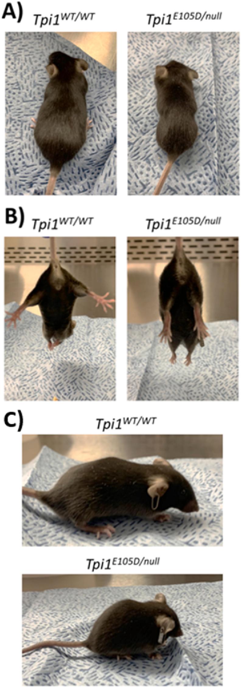 https://cdn.ncbi.nlm.nih.gov/pmc/blobs/b4c8/9673098/c28e5a180541/gr4.jpg