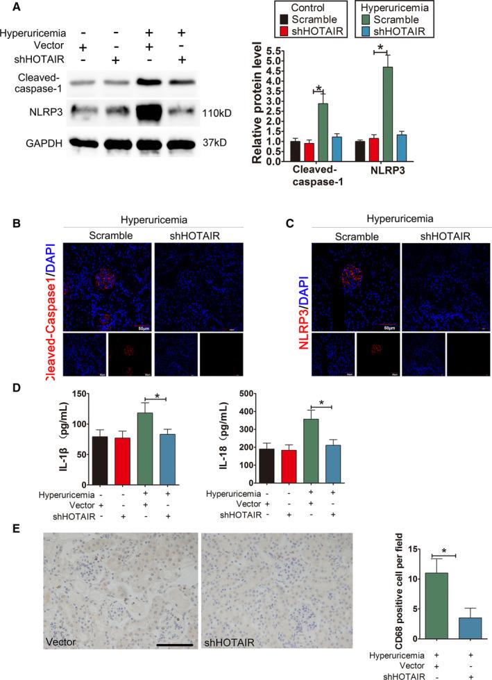 https://cdn.ncbi.nlm.nih.gov/pmc/blobs/b4ca/8419175/0d11a2112034/JCMM-25-8504-g003.jpg