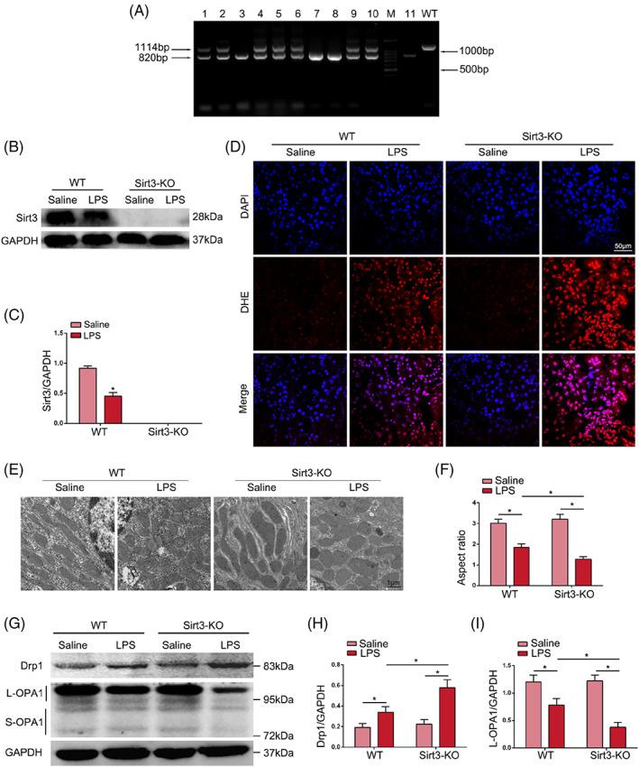 https://cdn.ncbi.nlm.nih.gov/pmc/blobs/b4cc/9890524/cbd5fc282c0a/CPR-56-e13362-g002.jpg