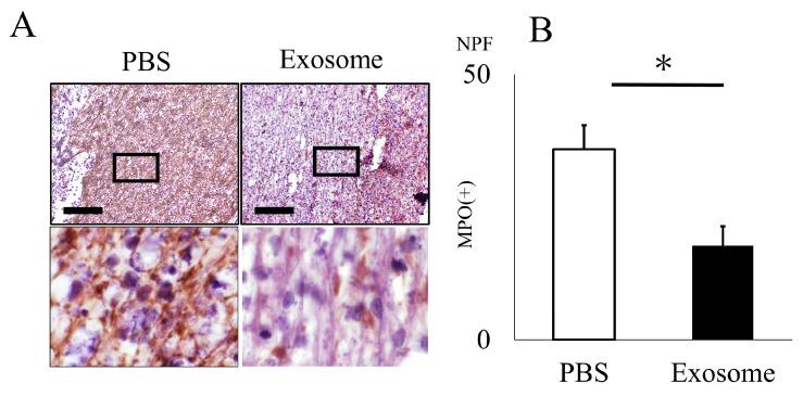 https://cdn.ncbi.nlm.nih.gov/pmc/blobs/b4cd/10889446/32befe3ab638/ijms-25-02406-g003.jpg