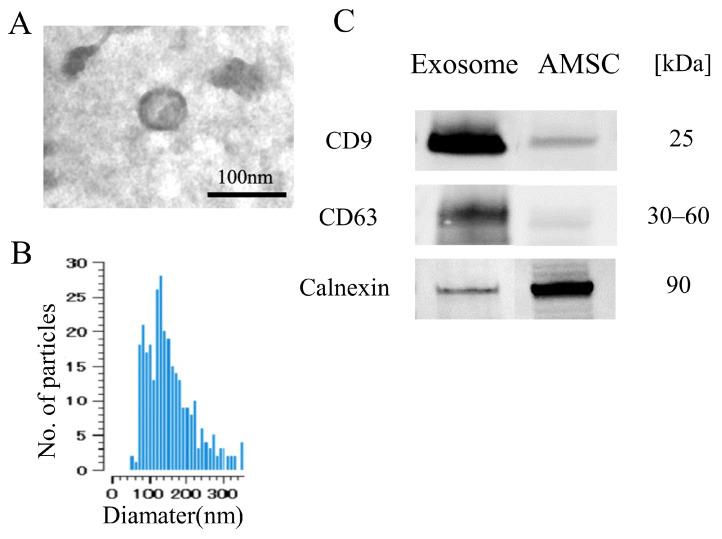 https://cdn.ncbi.nlm.nih.gov/pmc/blobs/b4cd/10889446/4289a3aaa598/ijms-25-02406-g001.jpg