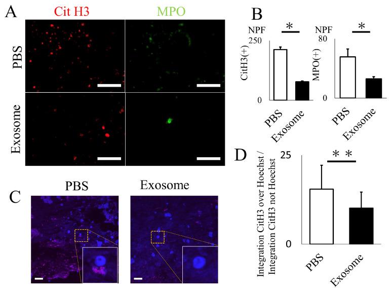 https://cdn.ncbi.nlm.nih.gov/pmc/blobs/b4cd/10889446/ab93aa5e47d2/ijms-25-02406-g004.jpg