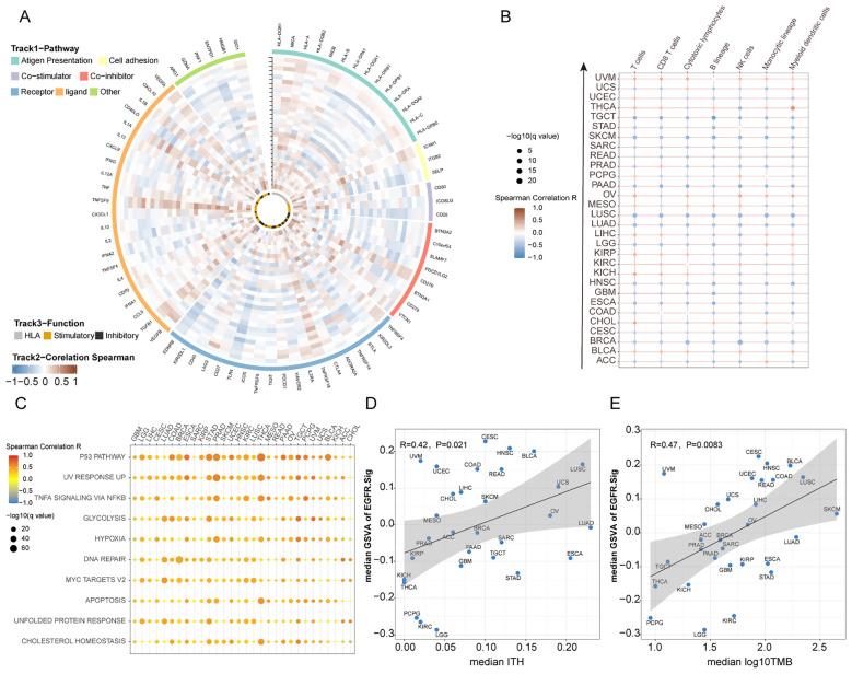 https://cdn.ncbi.nlm.nih.gov/pmc/blobs/b4cd/12198250/bd75bc9cb683/fimmu-16-1604394-g004.jpg