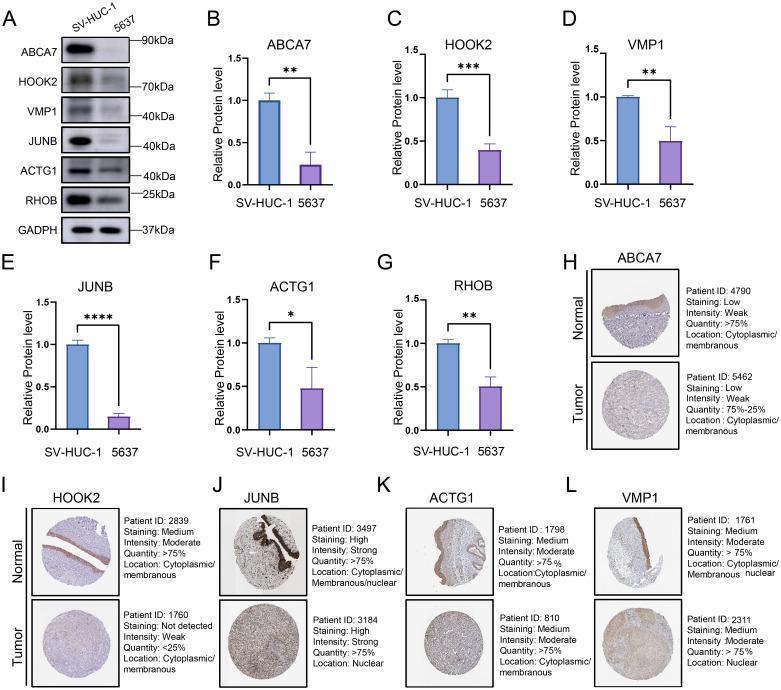 https://cdn.ncbi.nlm.nih.gov/pmc/blobs/b4cd/12198250/ee7dbab444c6/fimmu-16-1604394-g009.jpg
