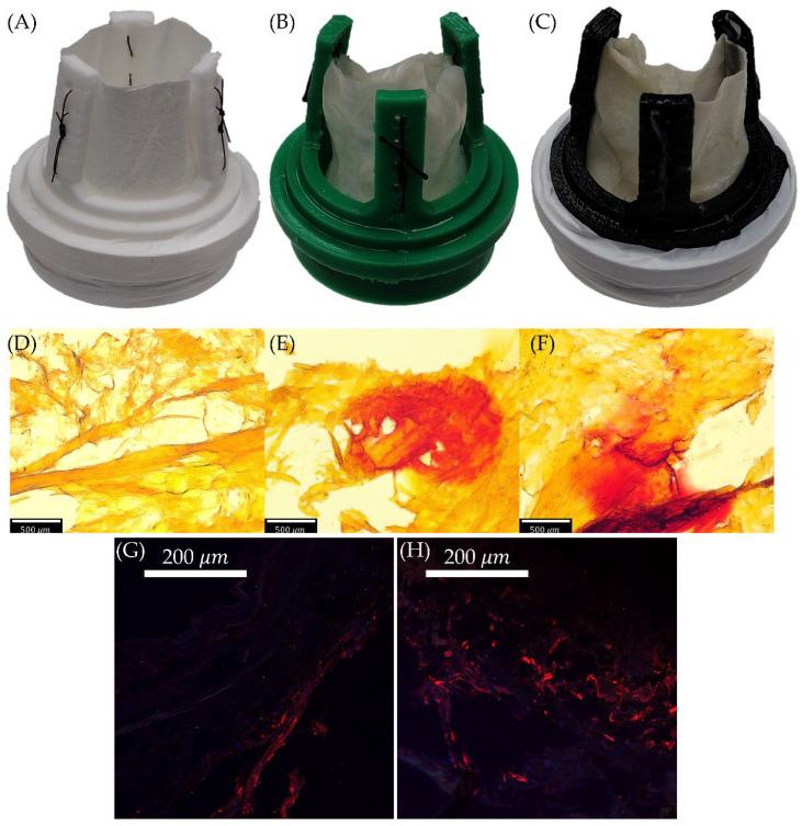 https://cdn.ncbi.nlm.nih.gov/pmc/blobs/b4ce/11504039/0ae2c5ea41ab/bioengineering-11-00955-g001.jpg