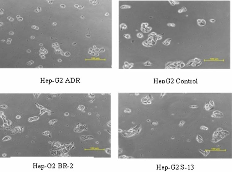 https://cdn.ncbi.nlm.nih.gov/pmc/blobs/b4cf/7732840/7cb74bc9d71a/41598_2020_78086_Fig5_HTML.jpg