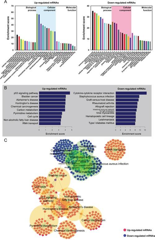 https://cdn.ncbi.nlm.nih.gov/pmc/blobs/b4d0/5216934/32fda12917df/oncotarget-07-47186-g004.jpg