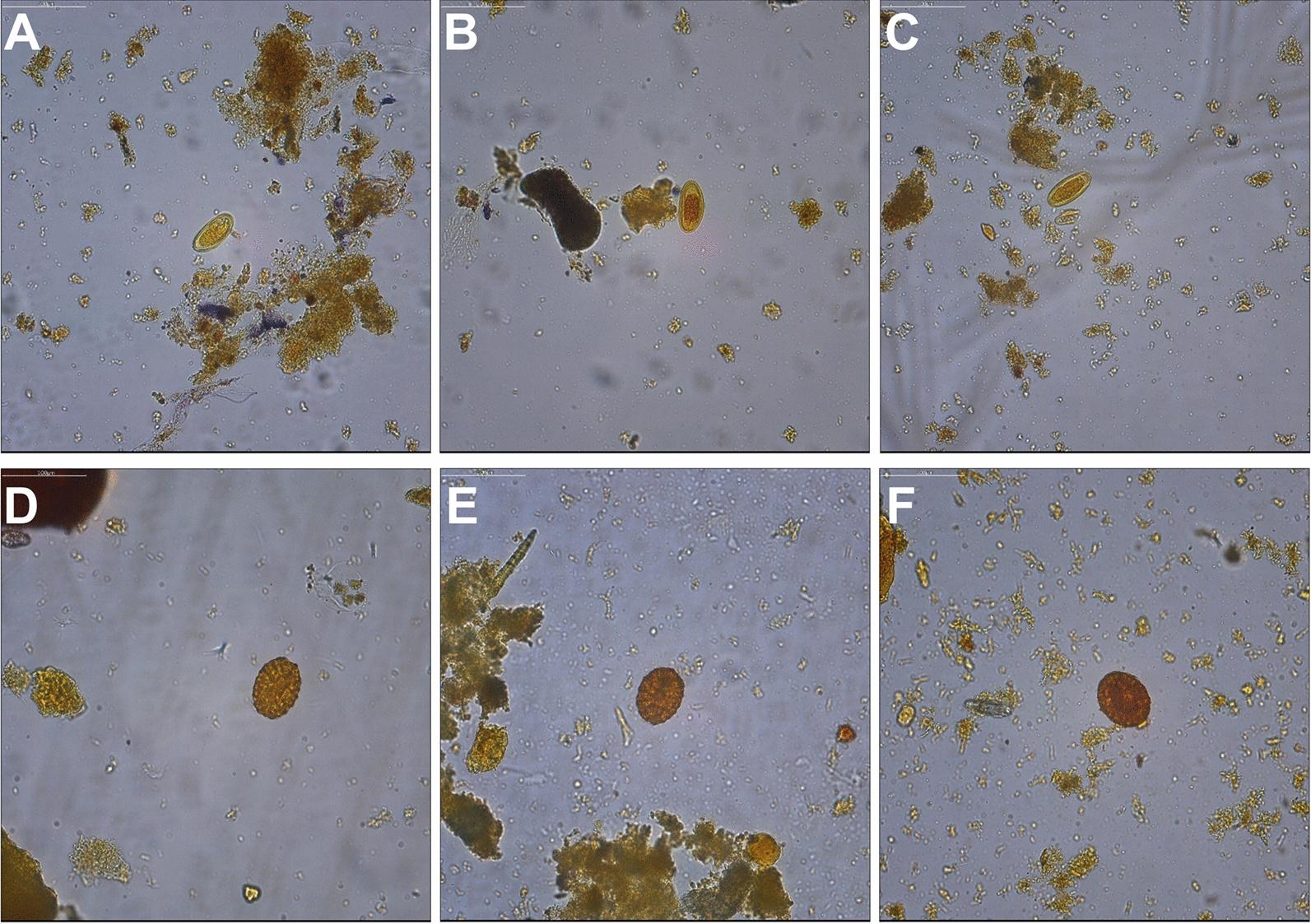 https://cdn.ncbi.nlm.nih.gov/pmc/blobs/b4d3/11363502/70beca7a2e60/13071_2024_6434_Fig3_HTML.jpg
